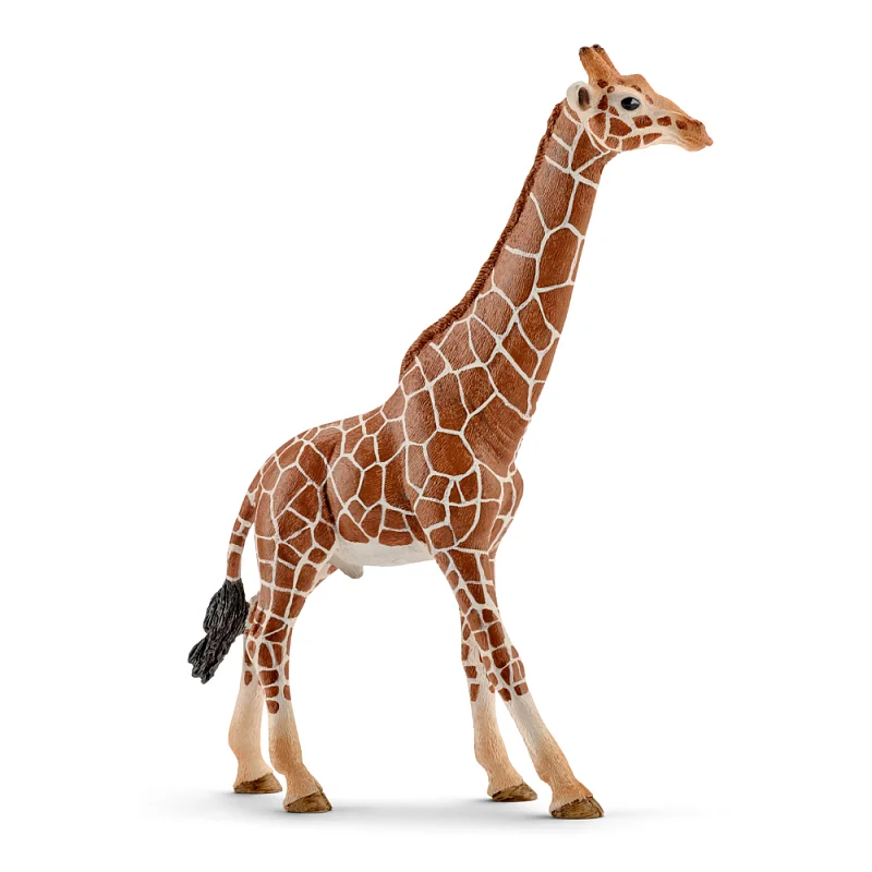 Zvířátko - samec žirafy