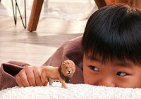 Zvířátko - lev africký