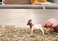 Zvířátko - burská koza