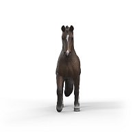 Zvířátko - KWPN valach