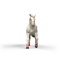 Zvířátko - klisna knabstrupského koně