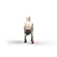 Zvířátko - klisna knabstrupského koně