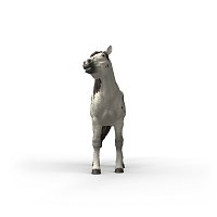 Zvířátko - valach knabstrupského koně