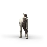 Zvířátko - valach knabstrupského koně