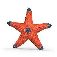 Zvířátko - mořská hvězdice, měnící barvy