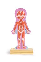 Magnetické puzzle - Lidské tělo