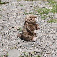 Plush marmot 17 cm ECO-FRIENDLY